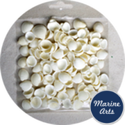 8197-P8 - Craft Pack - Mini White Rose Cockle Shells